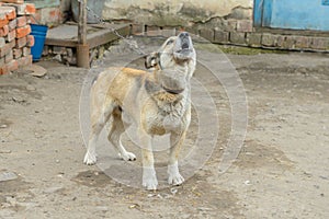 Barking puppy on a leash