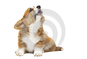 Barking puppy looking up