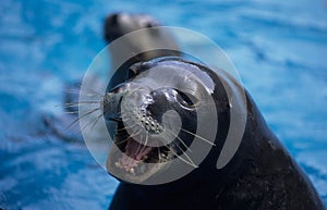 Barking Sea Lion