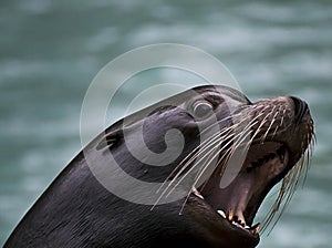 Barking sea lion head
