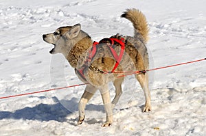 Barking sledge dog photo