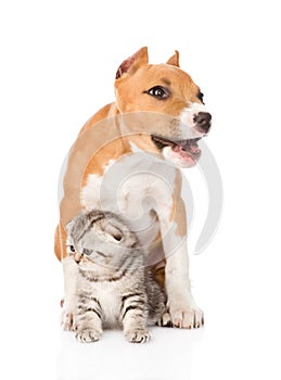 Barking stafford puppy dog and small cat sitting together. isolated