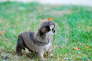 Barking three weeks mixed breed puppy on a grass in autumn