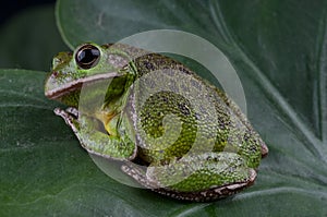 Barking tree frog