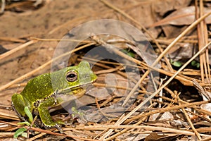 Barking Tree Frog