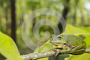 Barking Tree Frog