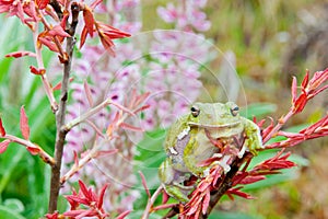 Barking Treefrog