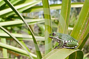 Barking Treefrog