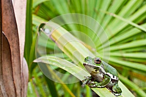 Barking Treefrog photo