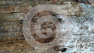 Barkless wood background_2