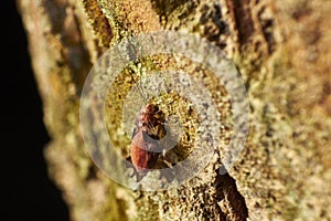 Barklice Psocoptera photo