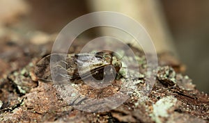 Barklouse, Psocoptera on bark