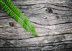Barkwood and fern pattern background