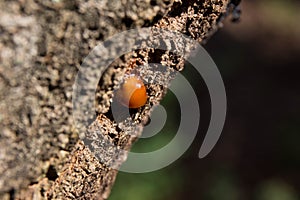 Barkwood and gum in forest