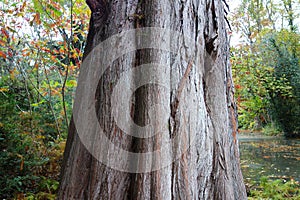 Barky tree with peeled brown dry bark . Strong old furrowed tree trunk . photo