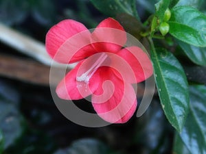 Barleria Repens rosea