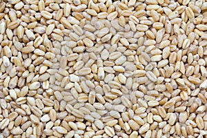 Barley