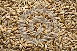 Barley photo