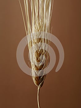 Barley