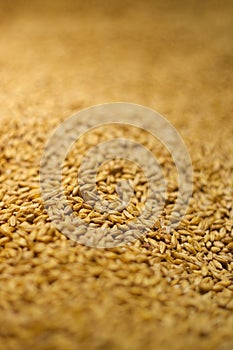 Barley