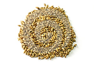 Barley