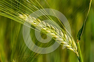 Barley