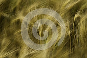 Barley abstract photo