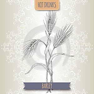 Barley aka Hordeum vulgare sketch. Hot drinks collection.