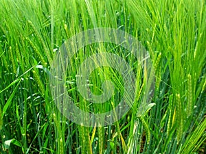 Barley Background