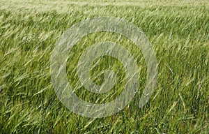 Barley in breeze.