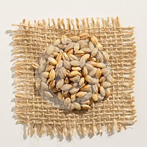 Barley cereal grain. Close up of grains over burlap. photo