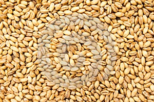 Barley cereal grain. Closeup of grains, background use. photo