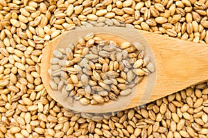 Barley cereal grain. Grains in wooden spoon. Close up. photo