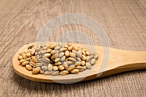 Barley cereal grain. Grains in wooden spoon. Rustic. photo