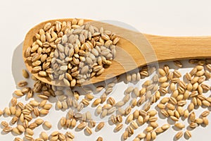 Barley cereal grain. Healthy grains on a wooden spoon. White background. photo