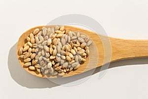 Barley cereal grain. Nutritious grains on a wooden spoon on whit photo