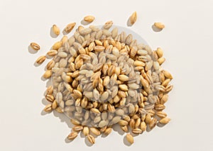 Barley cereal grain. Pile of grains. Top view. photo
