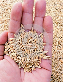 Barley cereal grain seeds dried food whole jau grains d'orge graos de cevada graos de cevada granos de cebada photo