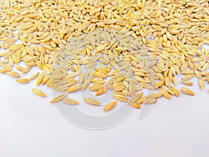 Barley cereal grain seeds dried food whole jau grains d'orge graos de cevada graos de cevada granos de cebada photo