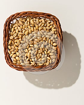 Barley cereal grain. Wicker basket with grains. Top view, hard l photo