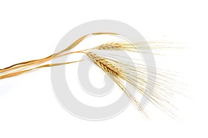 Barley cereals isolated on the white background