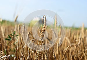 Barley close up, Vojvodina, Serbia