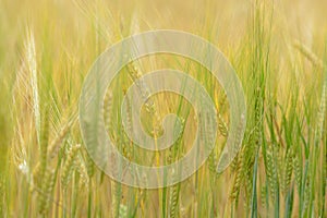 Barley corns field