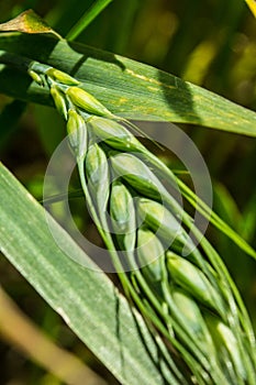 Barley. Country, farm.