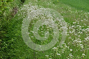Barley and Cow Parsley - Anthriscus syvestris, Norfolk, England, UK