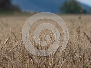 Barley crop