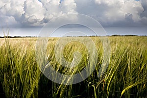 Barley Crop