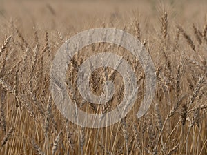 Barley crop background