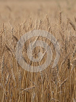 Barley crop in field