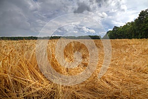 Barley crop flattened by wind and rain photo